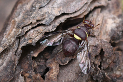 Didacus ciliatus