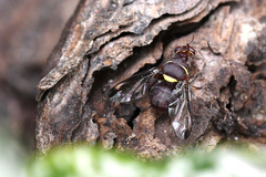 Didacus ciliatus