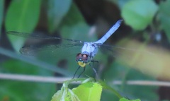 Chalcostephia flavifrons