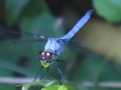 Chalcostephia flavifrons