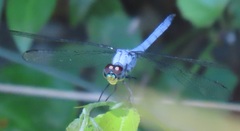 Chalcostephia flavifrons