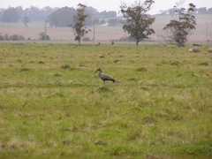 Theristicus caerulescens