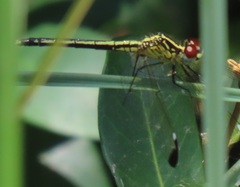 Hemistigma albipunctum