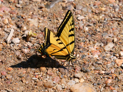 Papilio multicaudata