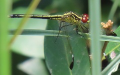 Hemistigma albipunctum