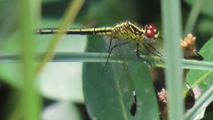 Hemistigma albipunctum