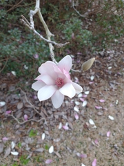 Magnolia × soulangeana