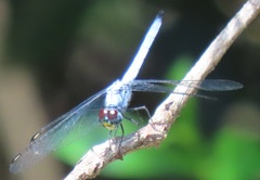 Chalcostephia flavifrons