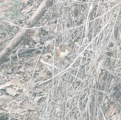 Pipilo erythrophthalmus