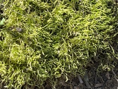 Brachythecium albicans