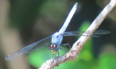 Chalcostephia flavifrons