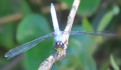 Chalcostephia flavifrons