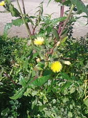 Sonchus oleraceus
