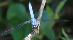 Chalcostephia flavifrons