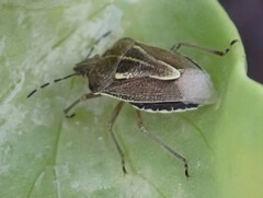 Eudolycoris alluaudi