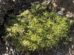 Brachythecium albicans