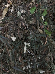 Ouret sanguinolenta