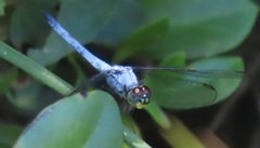 Chalcostephia flavifrons