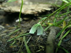 Tortrix viridana