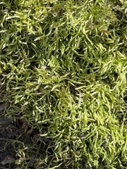 Brachythecium albicans