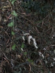 Ouret sanguinolenta