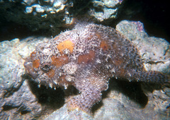 Abantennarius drombus