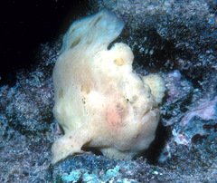 Antennarius commerson