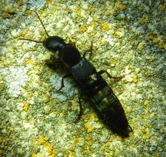 Ocypus aethiops