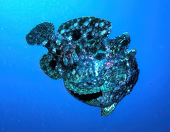 Antennarius commerson