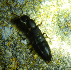 Ocypus aethiops