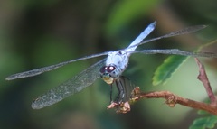 Chalcostephia flavifrons