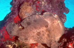 Antennarius commerson