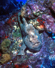 Antennarius commerson