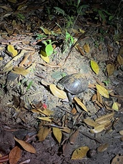 Cuora amboinensis kamaroma