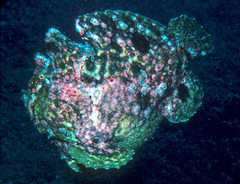 Antennarius commerson