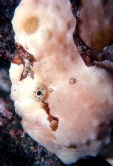 Antennarius maculatus