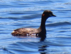 Tachybaptus ruficollis capensis