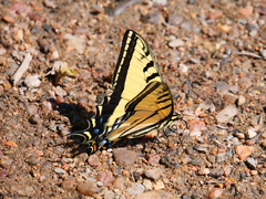 Papilio multicaudata