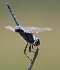 Urothemis edwardsii