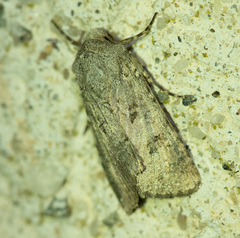 Anarta sodae