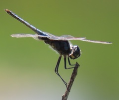 Urothemis edwardsii