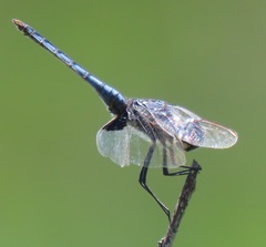 Urothemis edwardsii