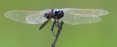 Urothemis edwardsii