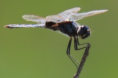 Urothemis edwardsii