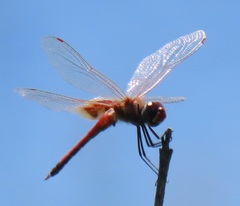 Tramea basilaris
