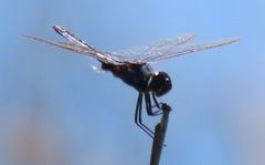 Urothemis edwardsii