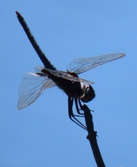 Urothemis edwardsii