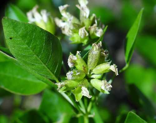 forest scurfpea (Jack London State Park) · iNaturalist