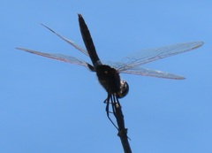 Urothemis edwardsii