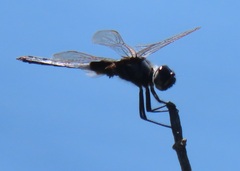 Urothemis edwardsii
